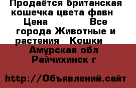 Продаётся британская кошечка цвета фавн › Цена ­ 10 000 - Все города Животные и растения » Кошки   . Амурская обл.,Райчихинск г.